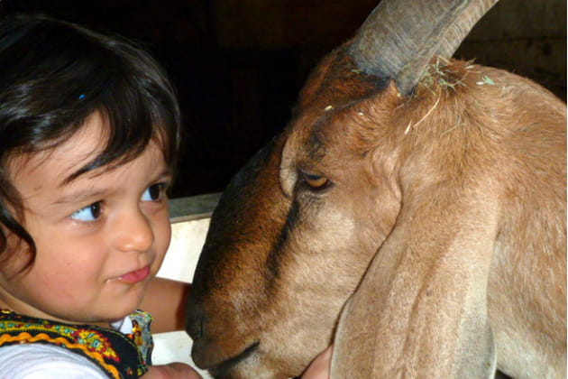 Combat de bichettes !