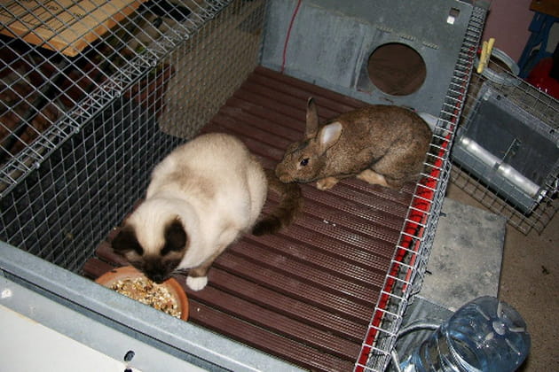 Un chat qui se prend pour un lapin