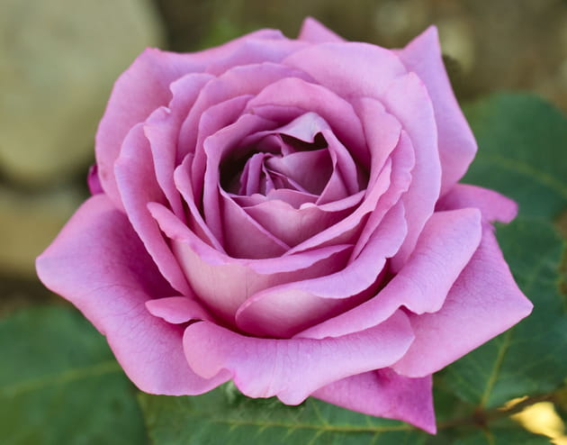 Rosier Claude Brasseur Meibriacus