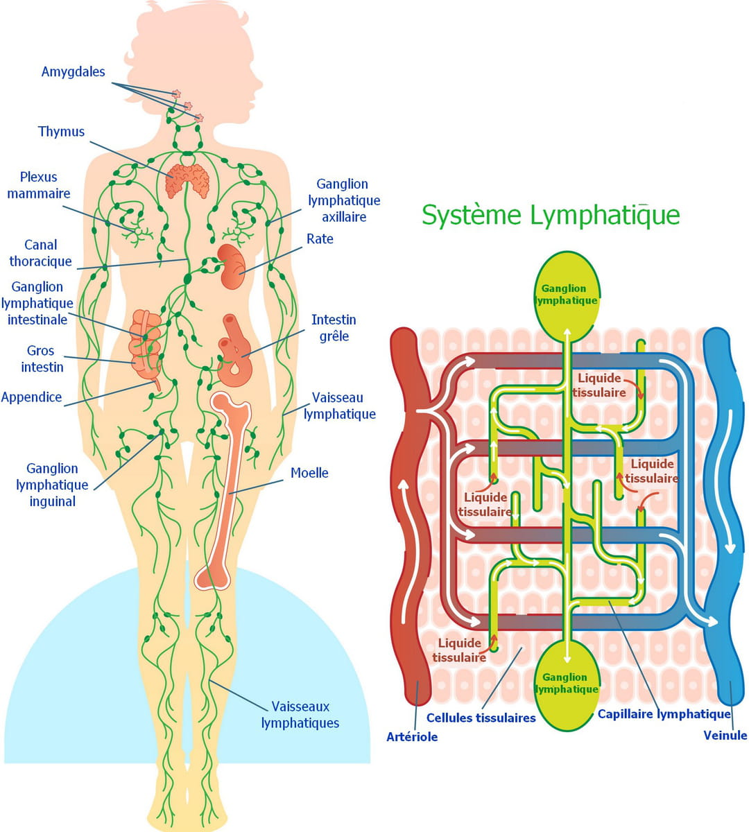 Ganglions Lymphatiques Images Ganglions Lymphatiques Vecteurs 