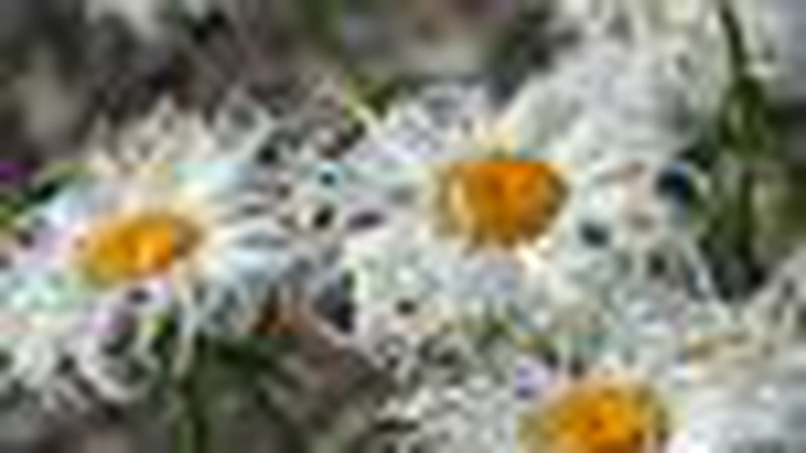 Marguerites