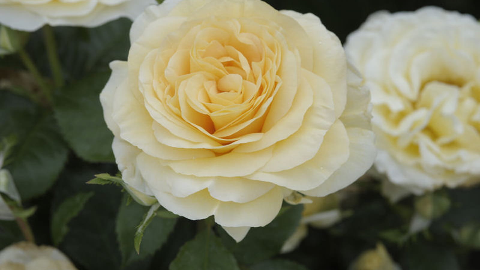 Rosier à grandes fleurs
