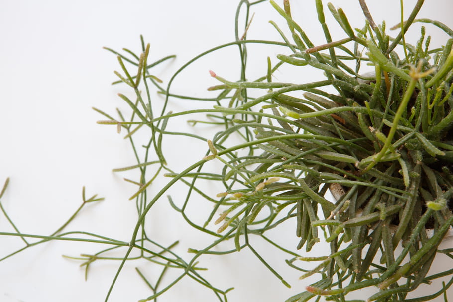 Rhipsalis