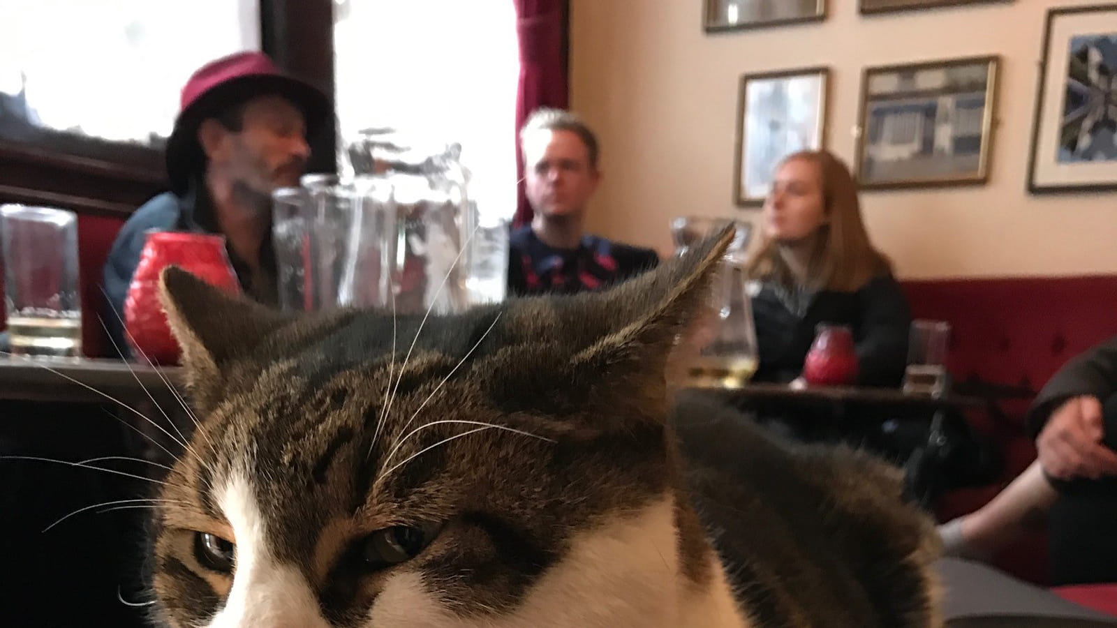 Lenny Cat(vitz)