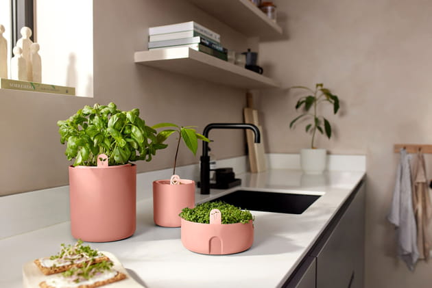 Des mini potagers de cuisine