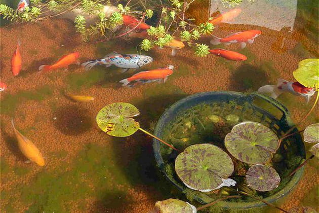 Des billes d'argile pour am&eacute;liorer la surface de filtration