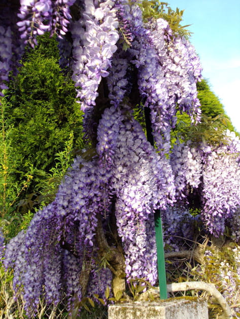 Longue glycine