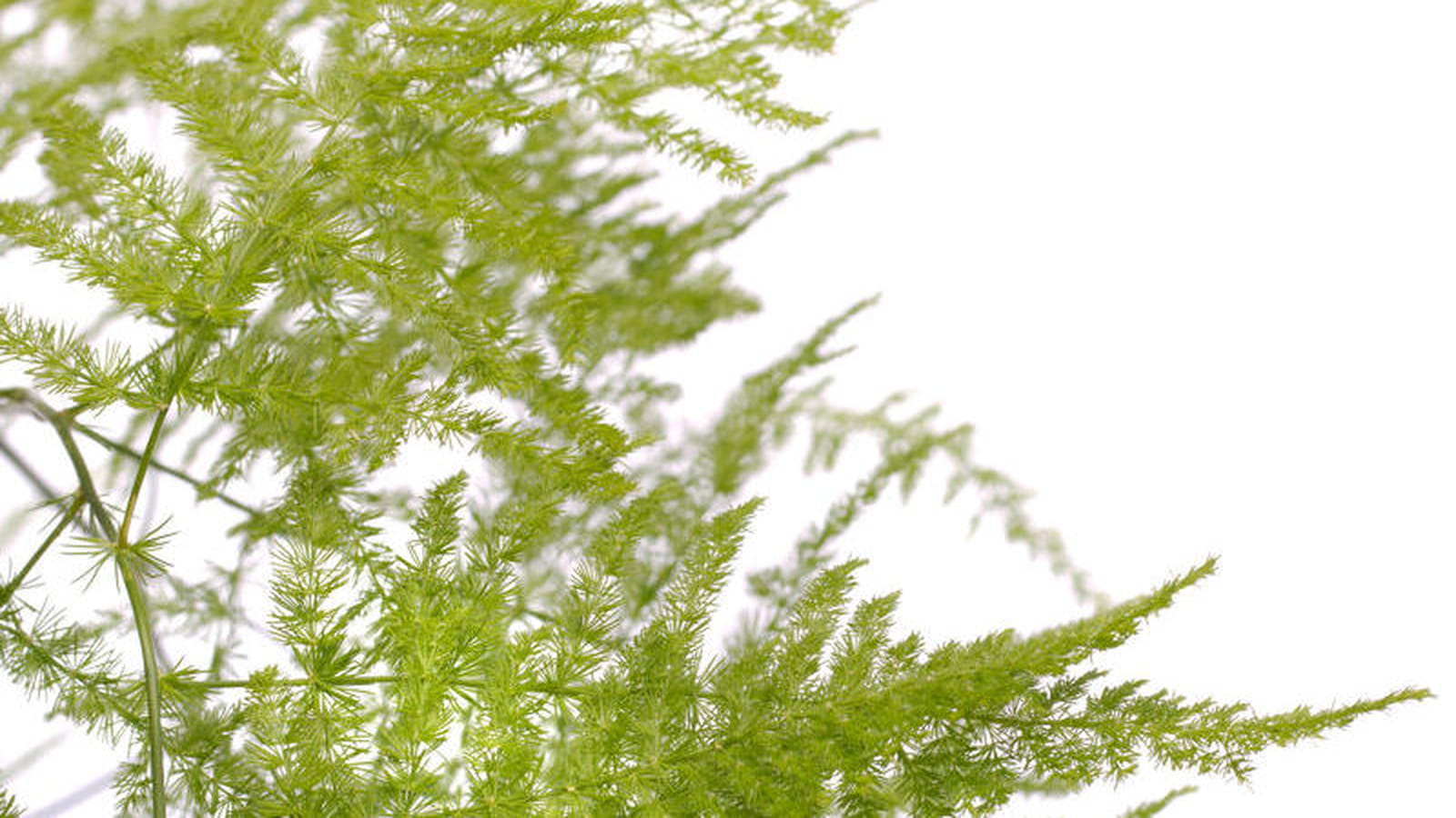 Asparagus