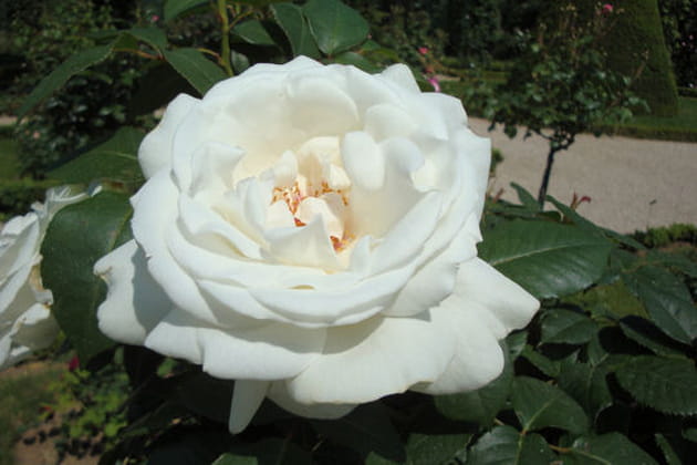 Merveilleux Cosmos ®