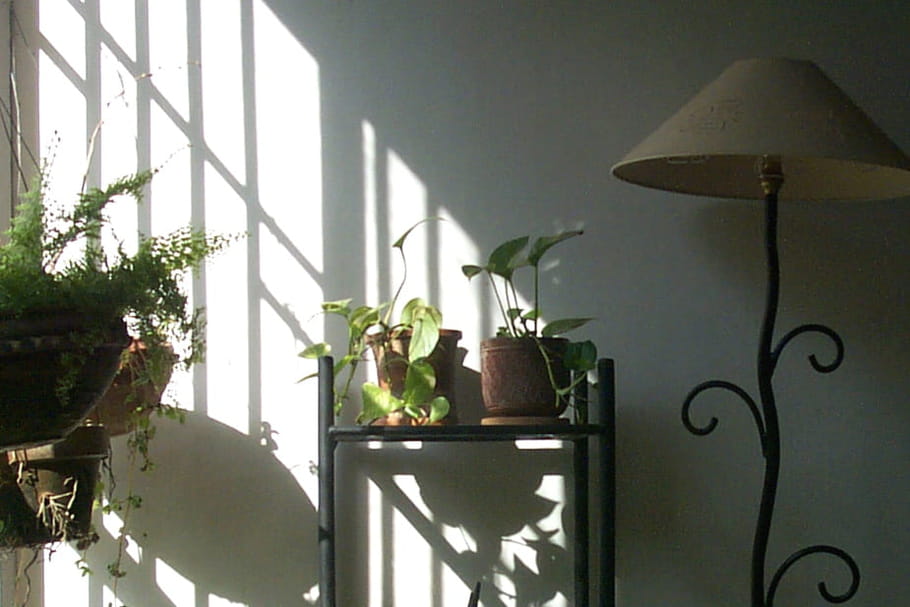 Comment rendre son intérieur plus vert et sain à l'arrivée du printemps ?