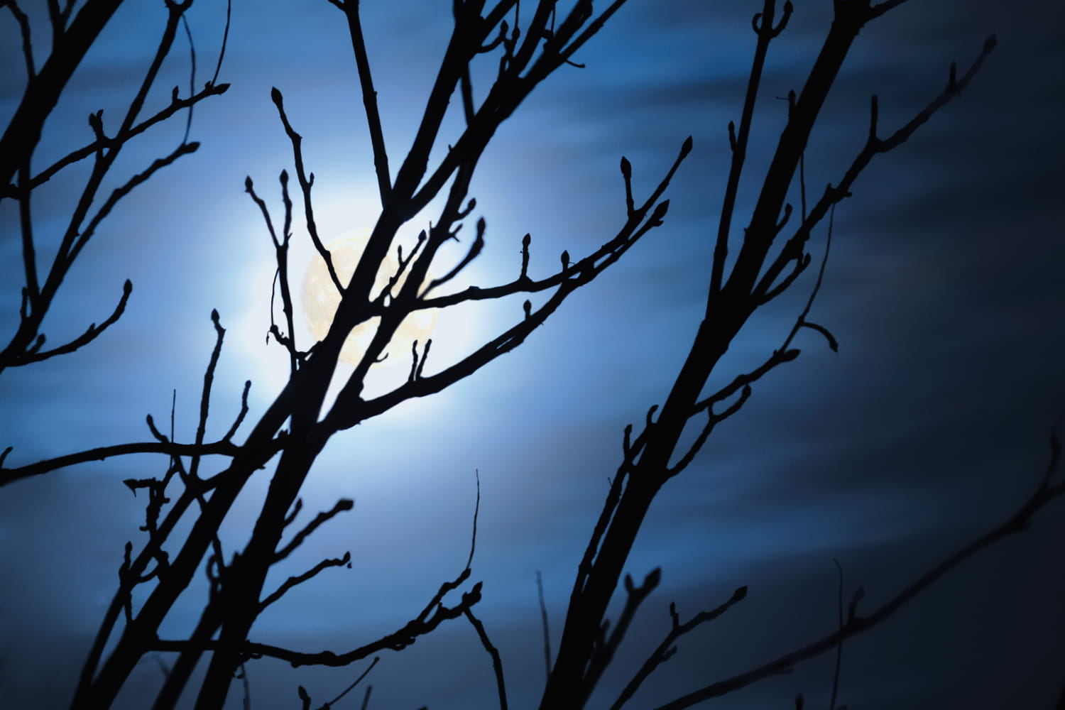 Jardiner avec la lune