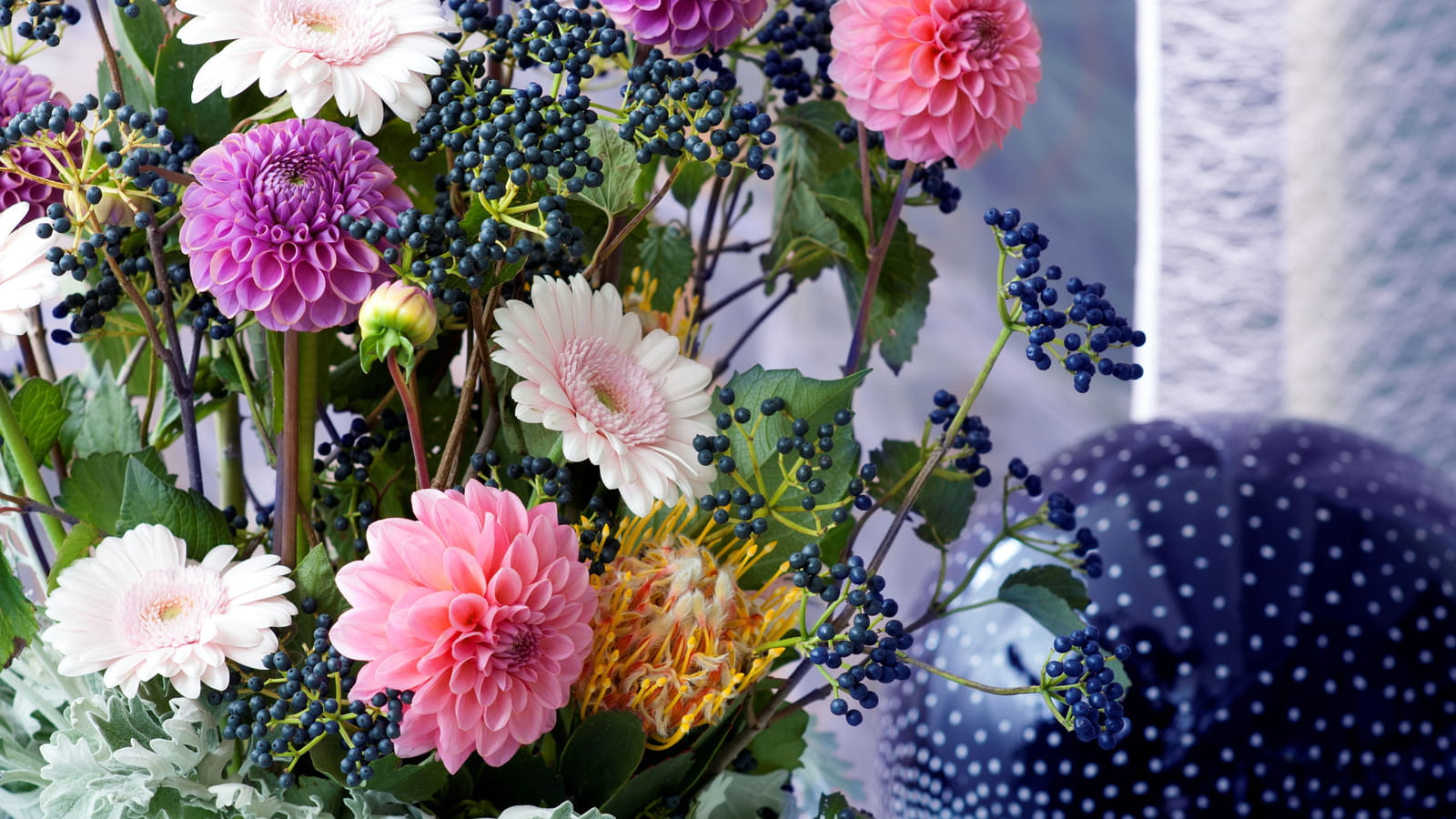 Dahlias pompon