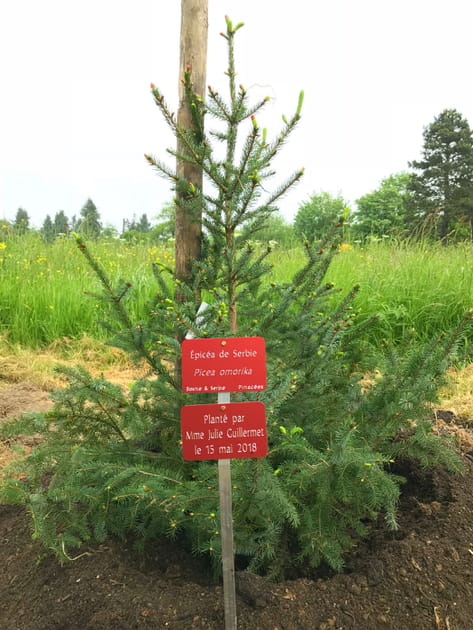 Un épicéa de Serbie à notre nom !