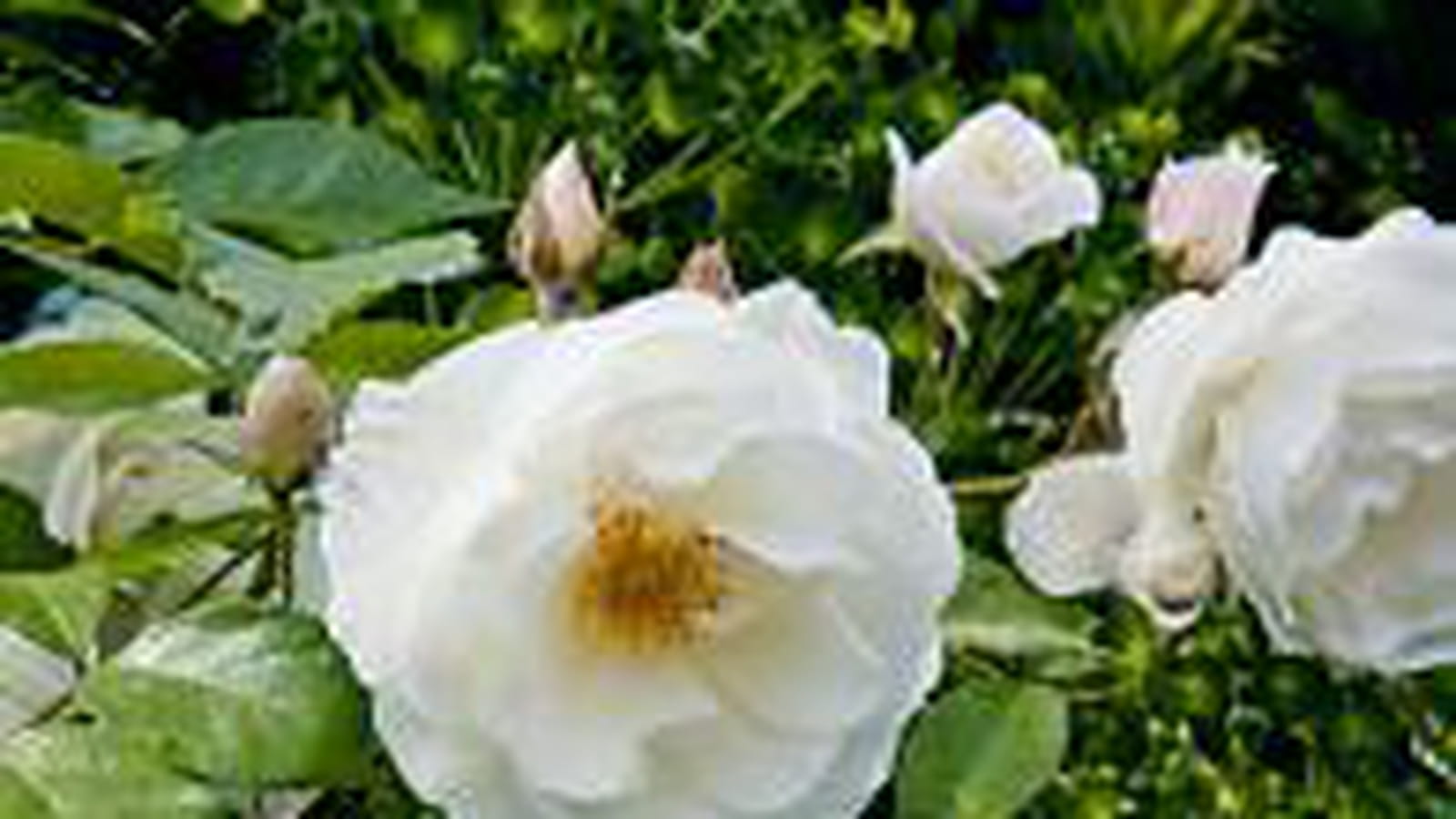 Rosier 'Fée des Neiges'