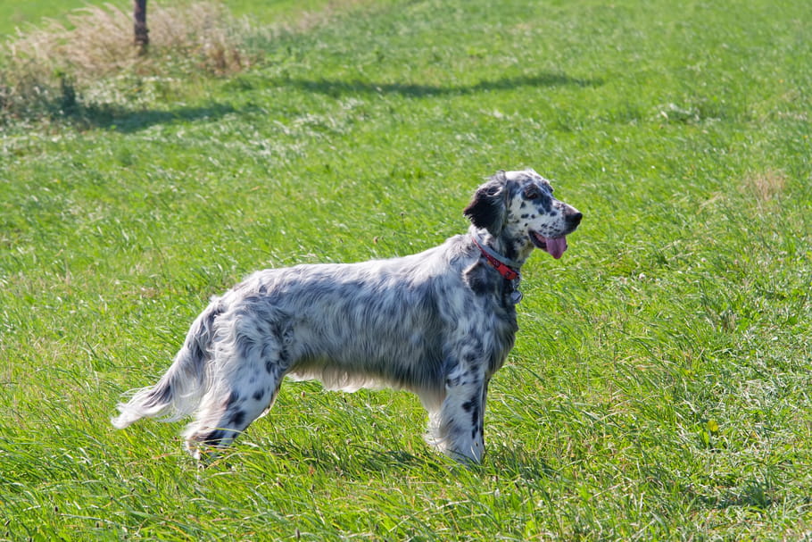 Setter