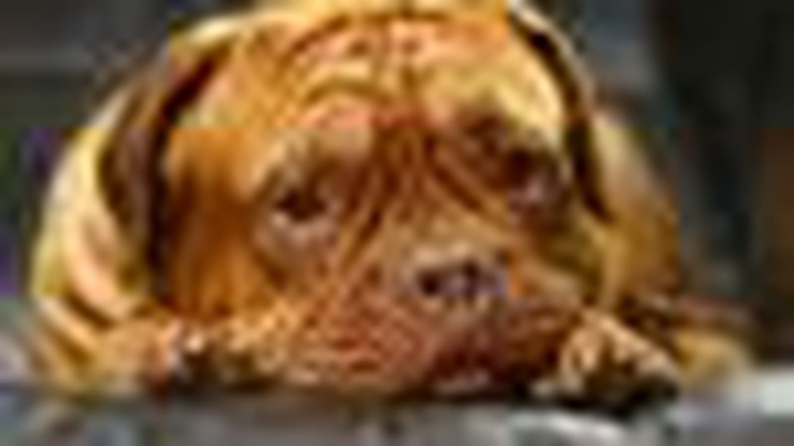 Chien peureux