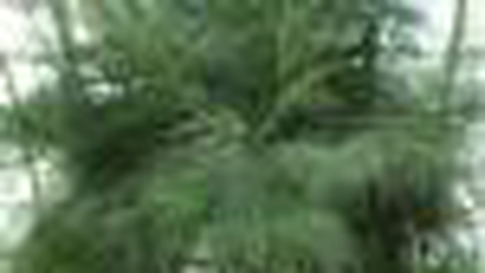 Casuarina collina