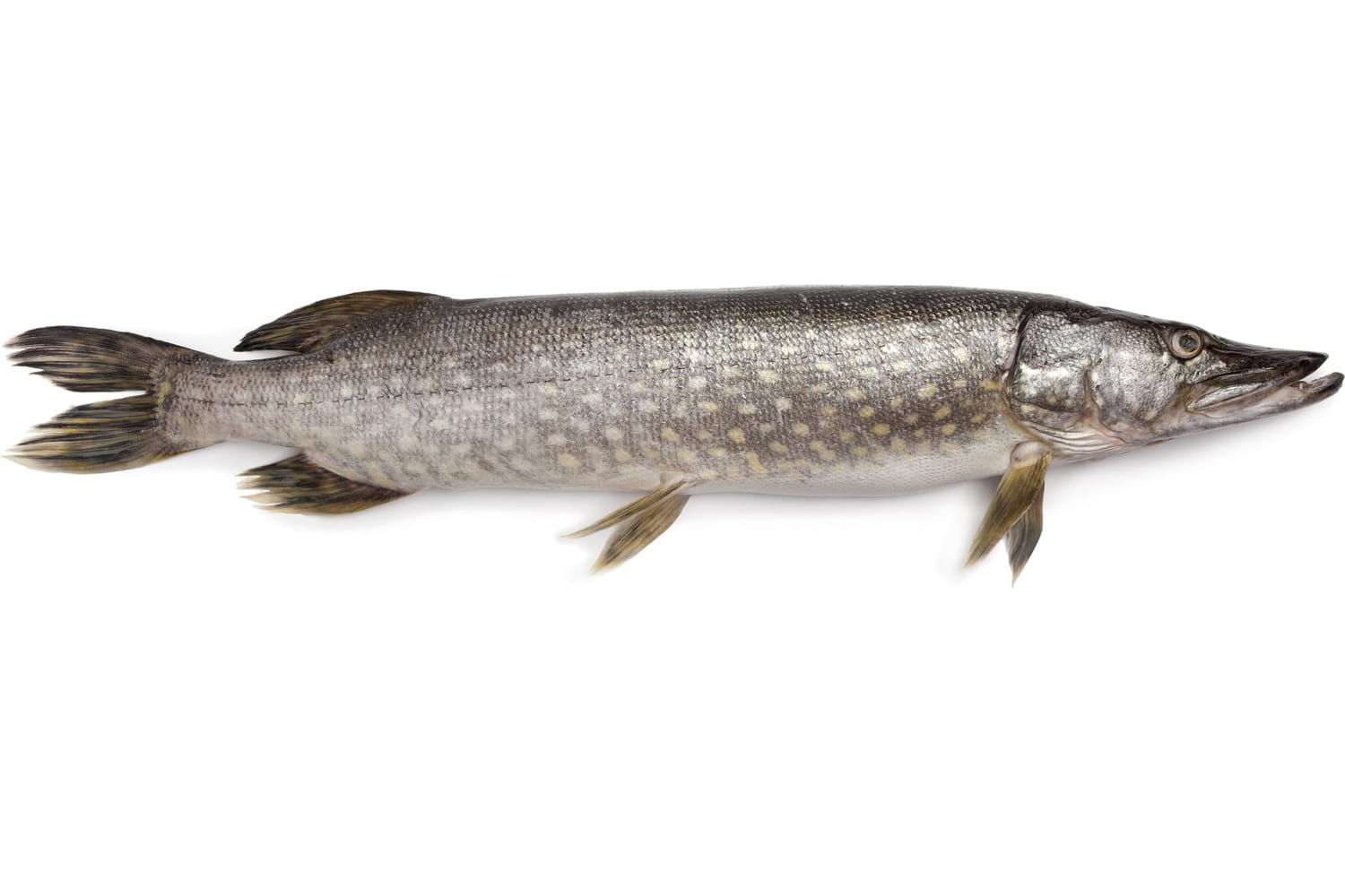 Brochet