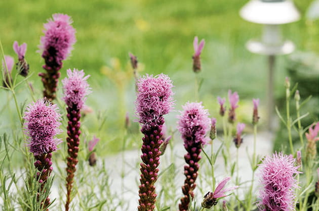 Liatris spicata