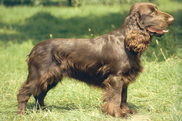 Le field spaniel