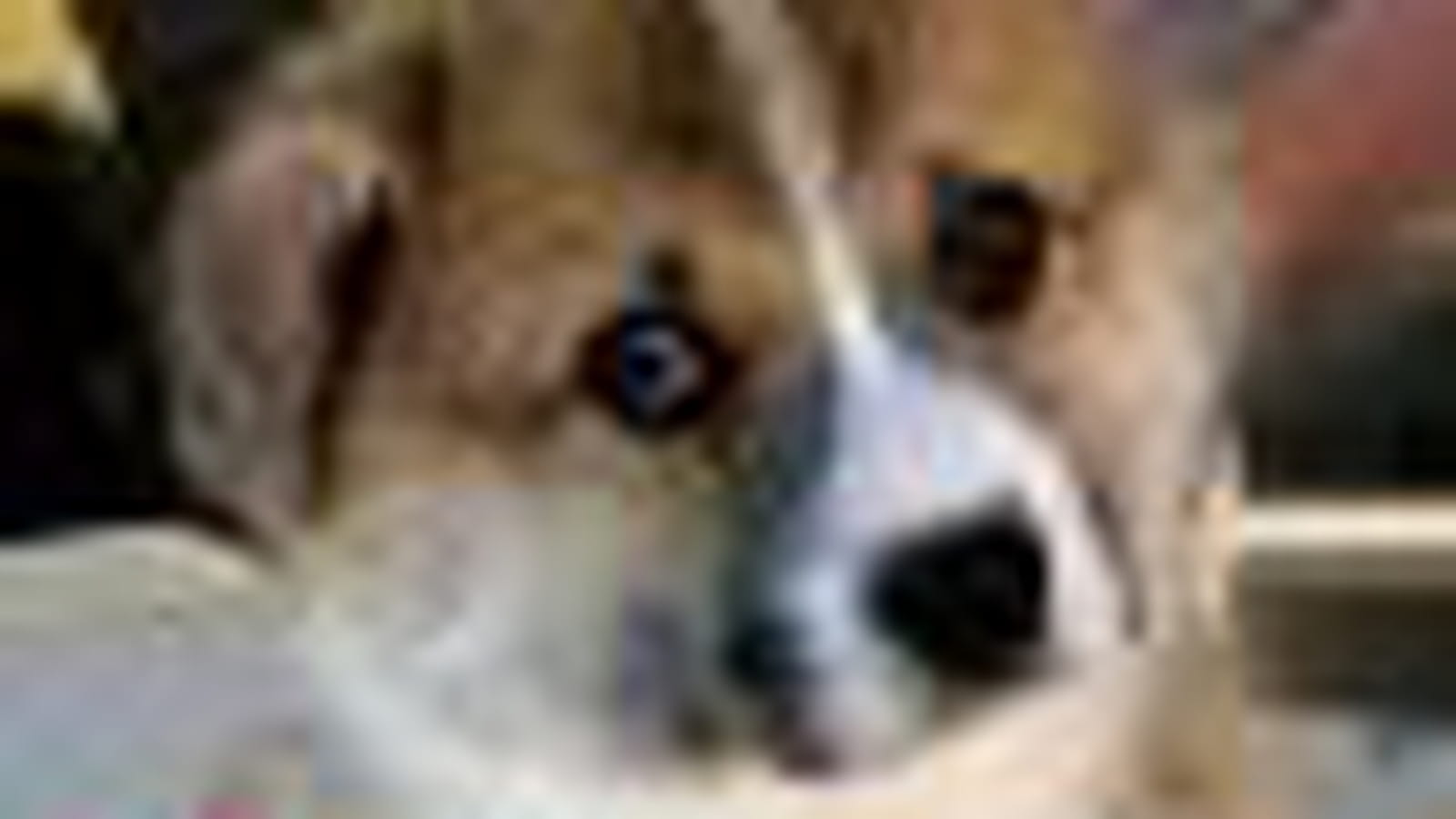 Le Welsh Corgi Pembroke