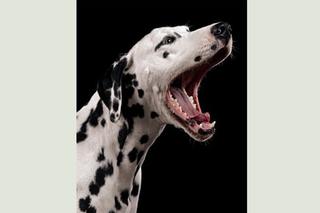La grimace d'Asso, dalmatien