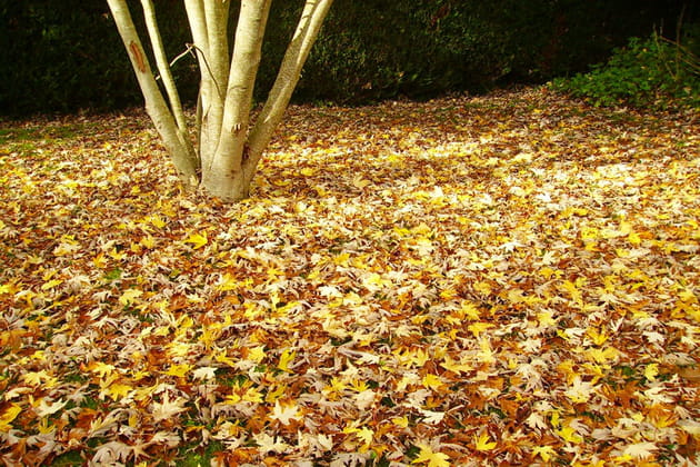 Feuilles mortes en Bretagne