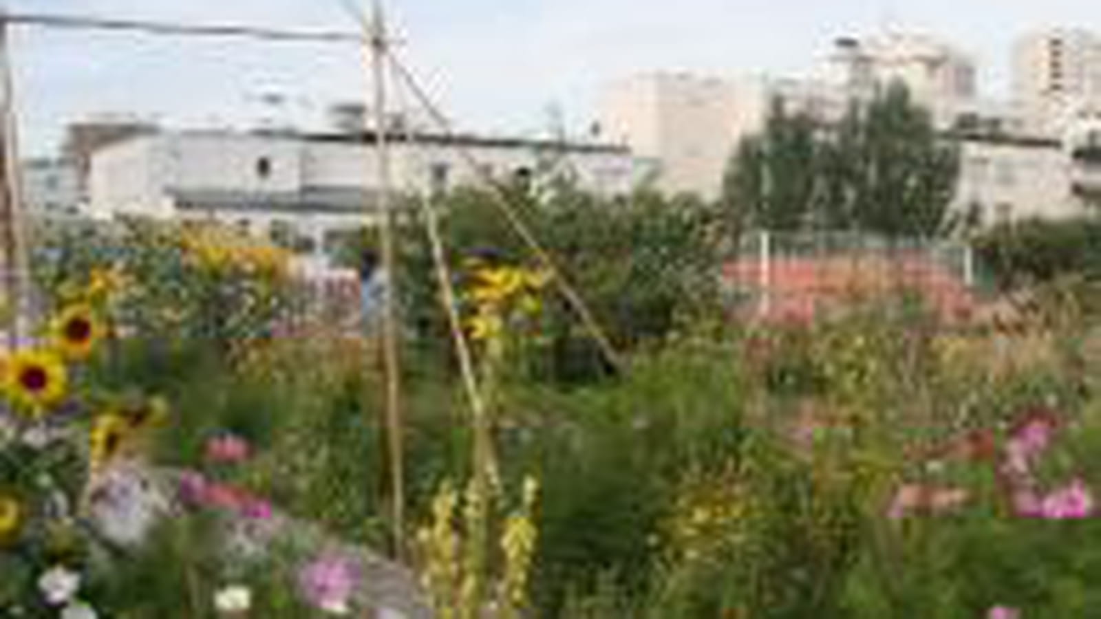Au milieu des immeubles