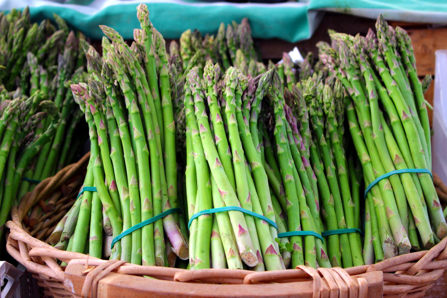 Asperge verte : cuisson, saison, comment l'éplucher, préparation