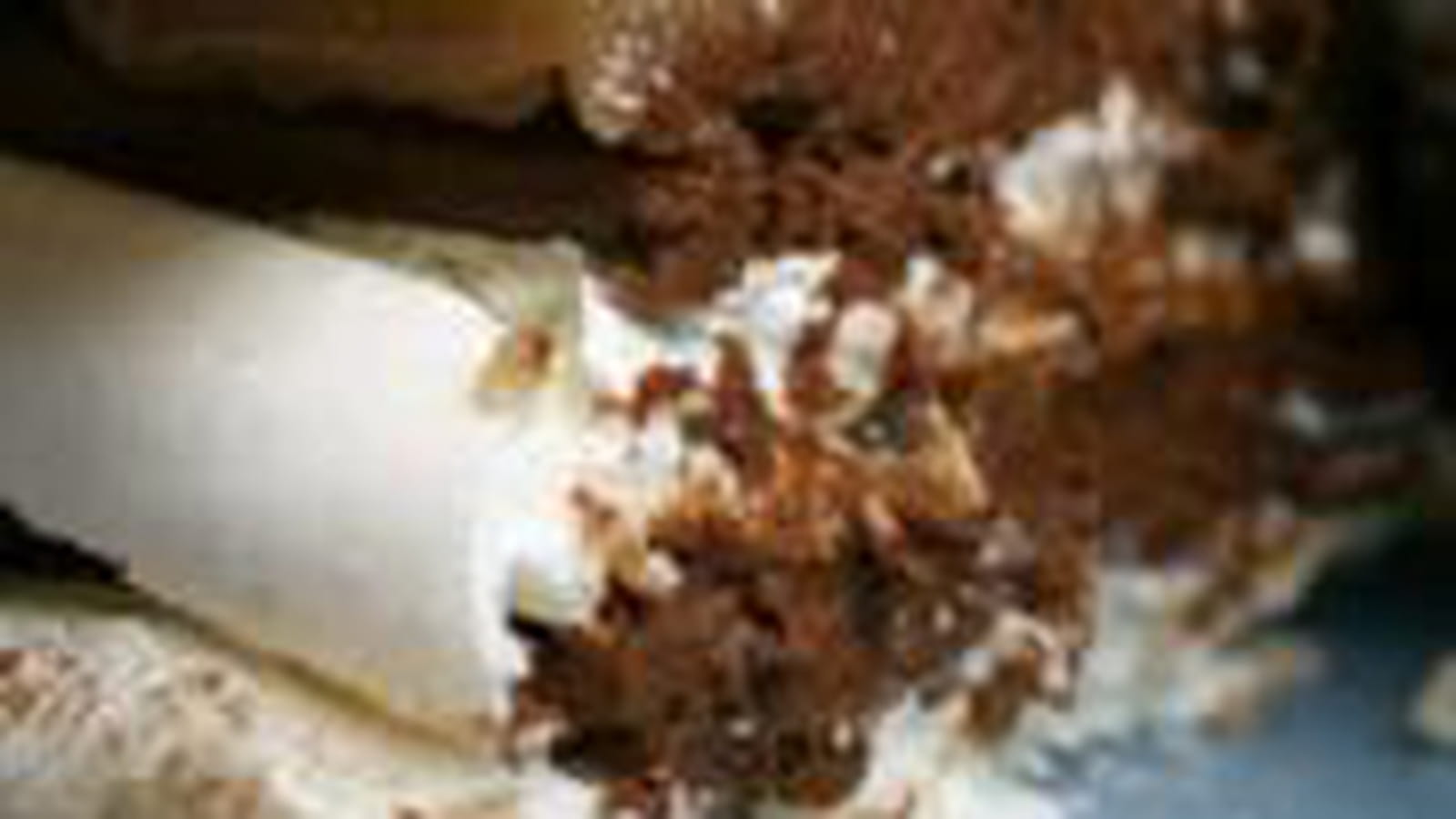 Vacherin non glacé