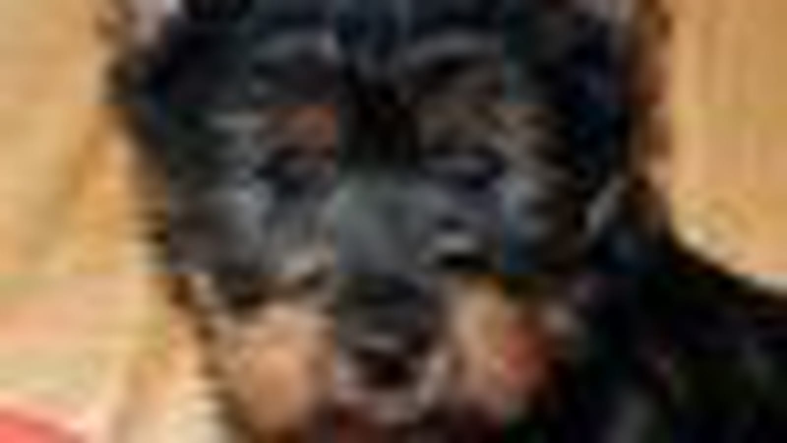 Le Silky terrier