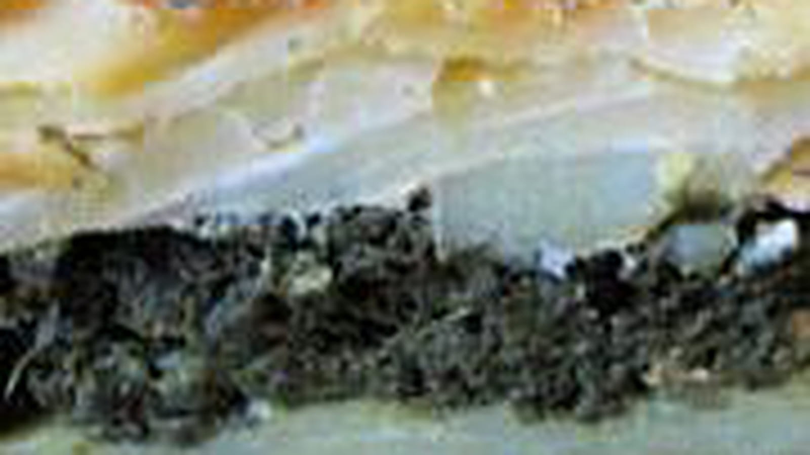 Tourte parmentière d'épinards