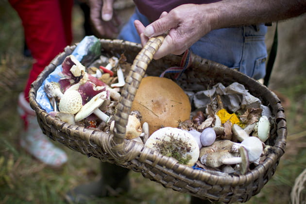 la cueillette photo dr