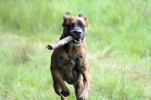L'air de la campagne