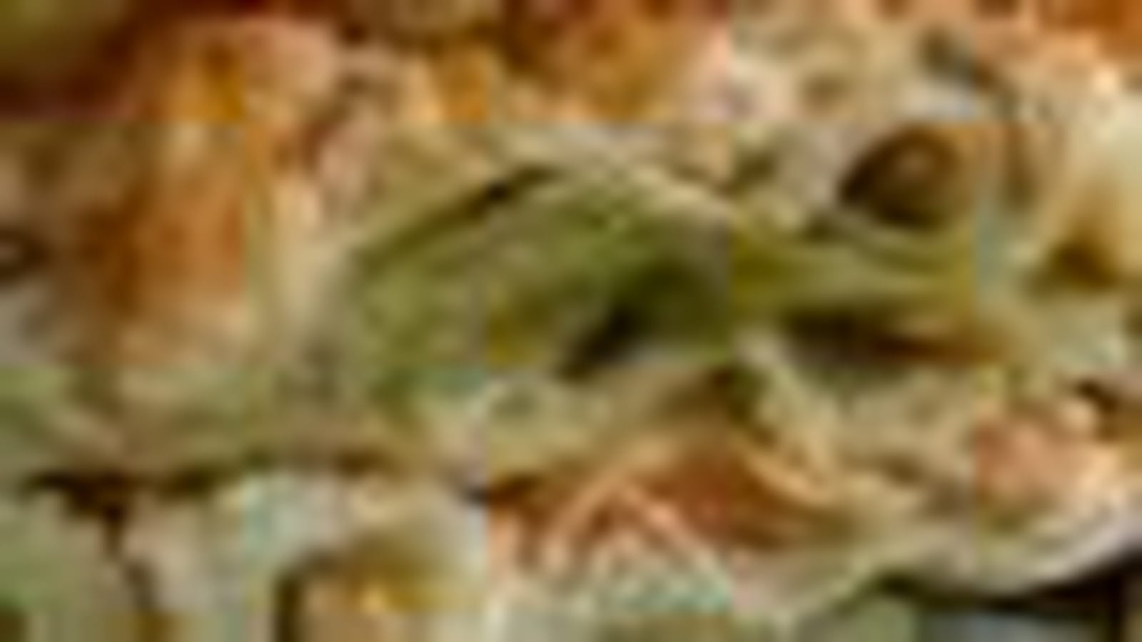 Lasagnes aux deux saumons et aux poireaux