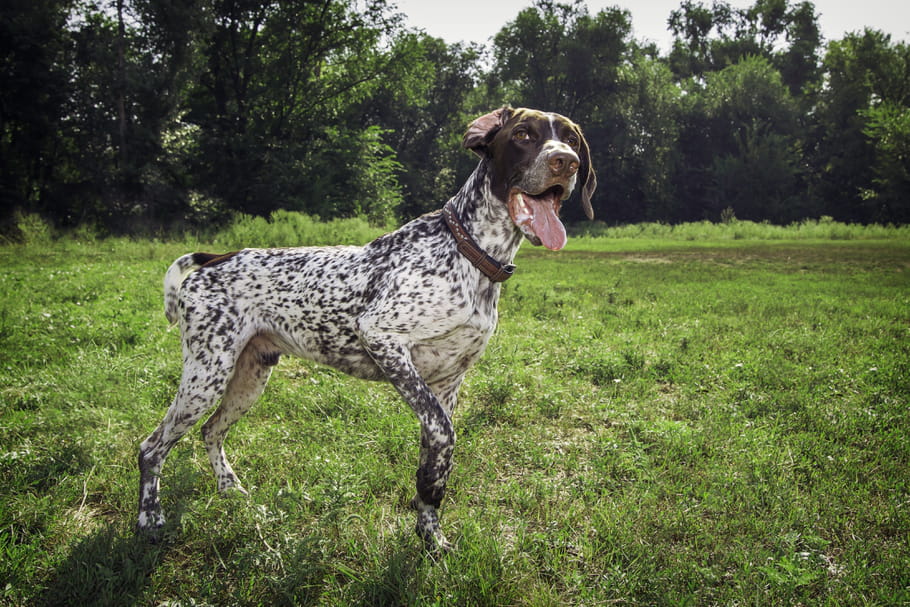 Pointer