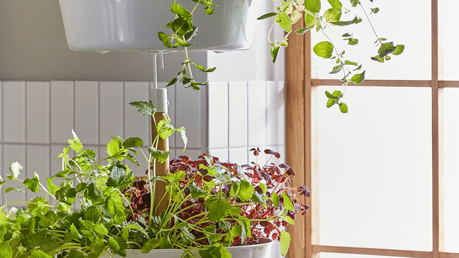 Herbes aromatiques