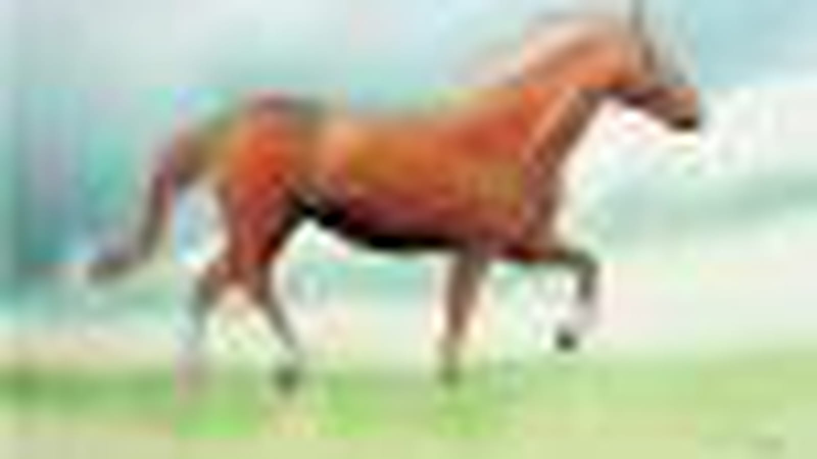 Cheval