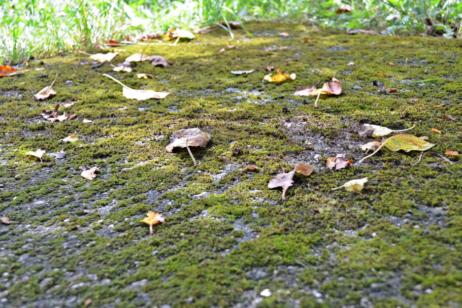 Anti-mousse naturel : les recettes pour éliminer les lichens proprement