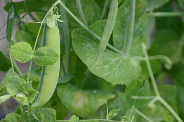 Des petis pois très gourmands