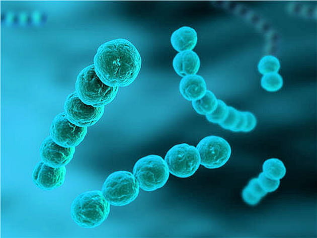 Des bactéries pas toujours nocives