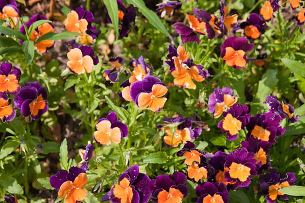 De merveilleuses pensées