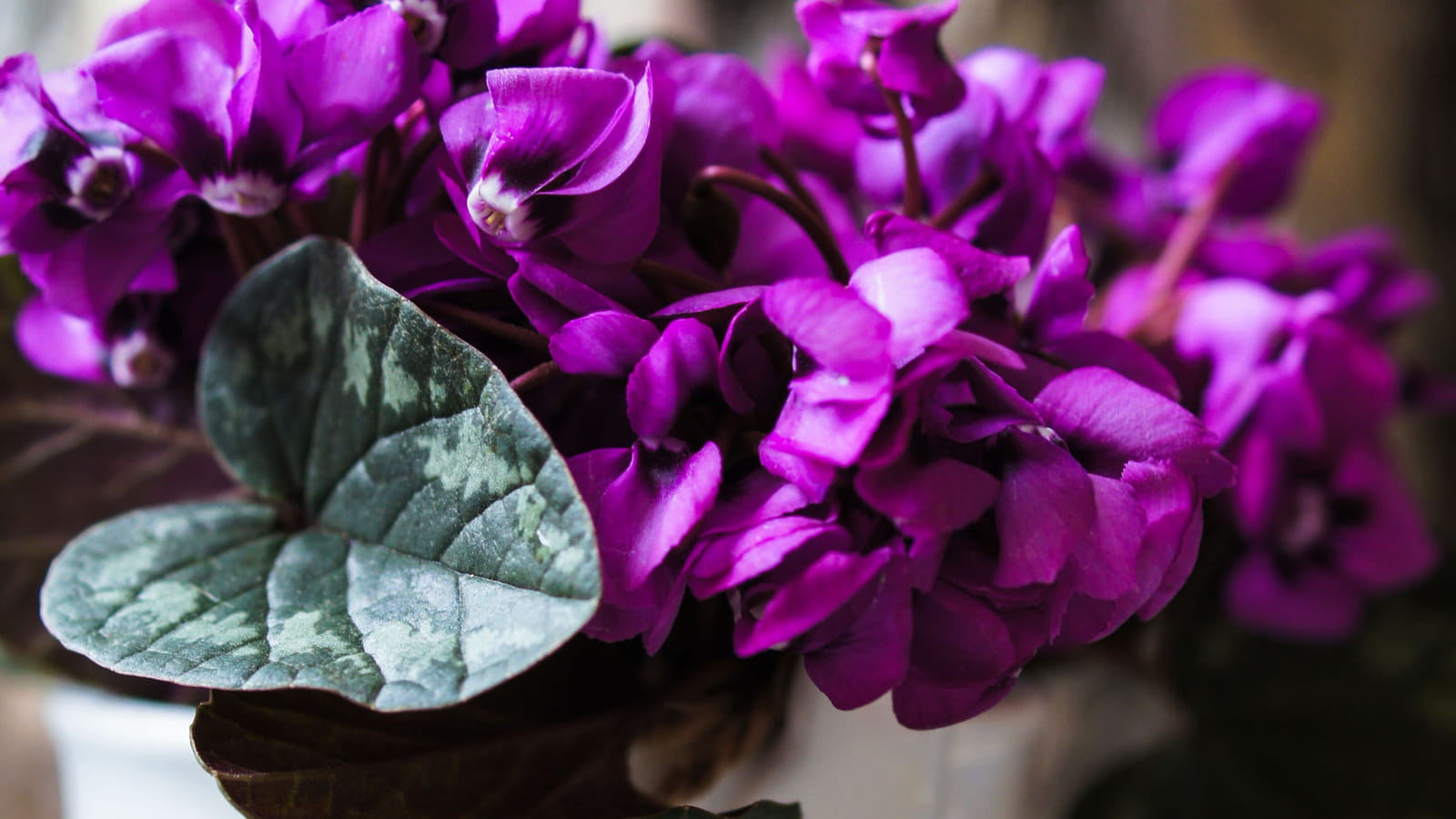 Cyclamen