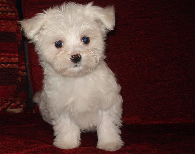 Un adorable chien de compagnie