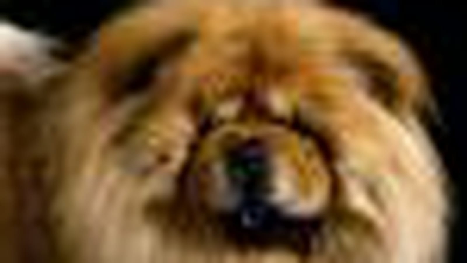 Chow-chow