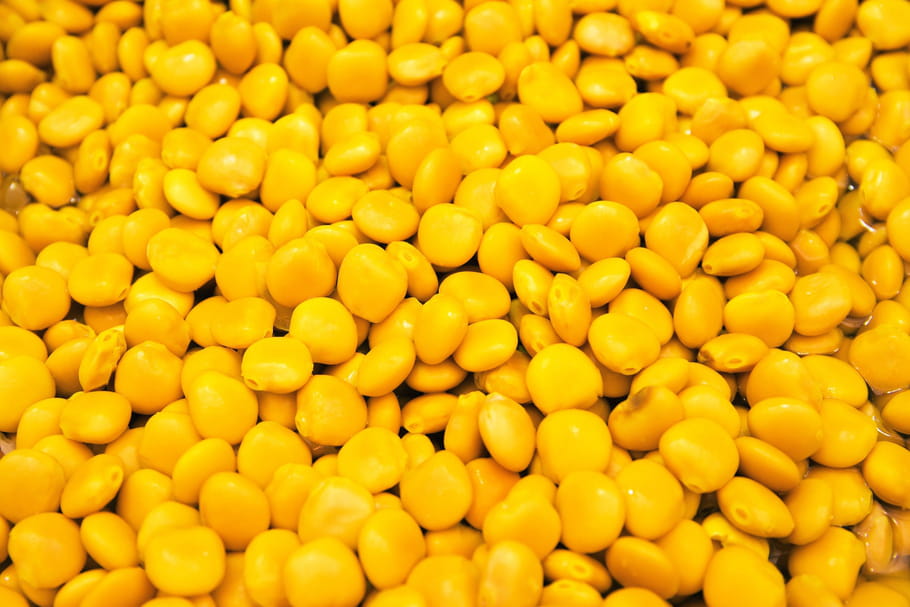 Lupin, une légumineuse riche en protéines