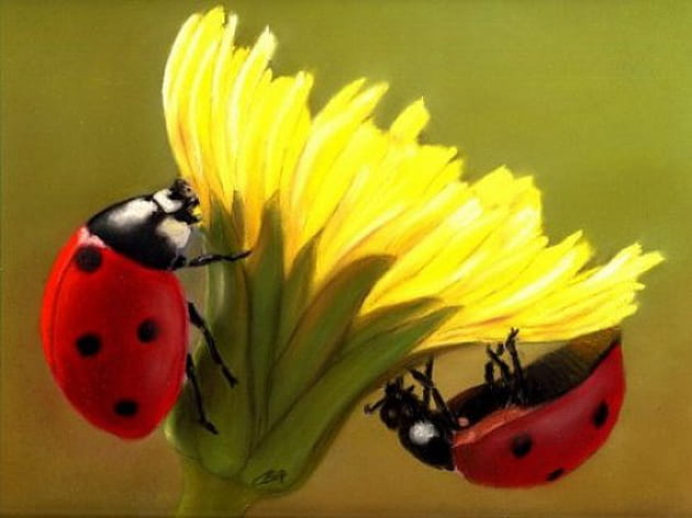 Les bêtes à bon Dieu jouent aussi à cache-cache