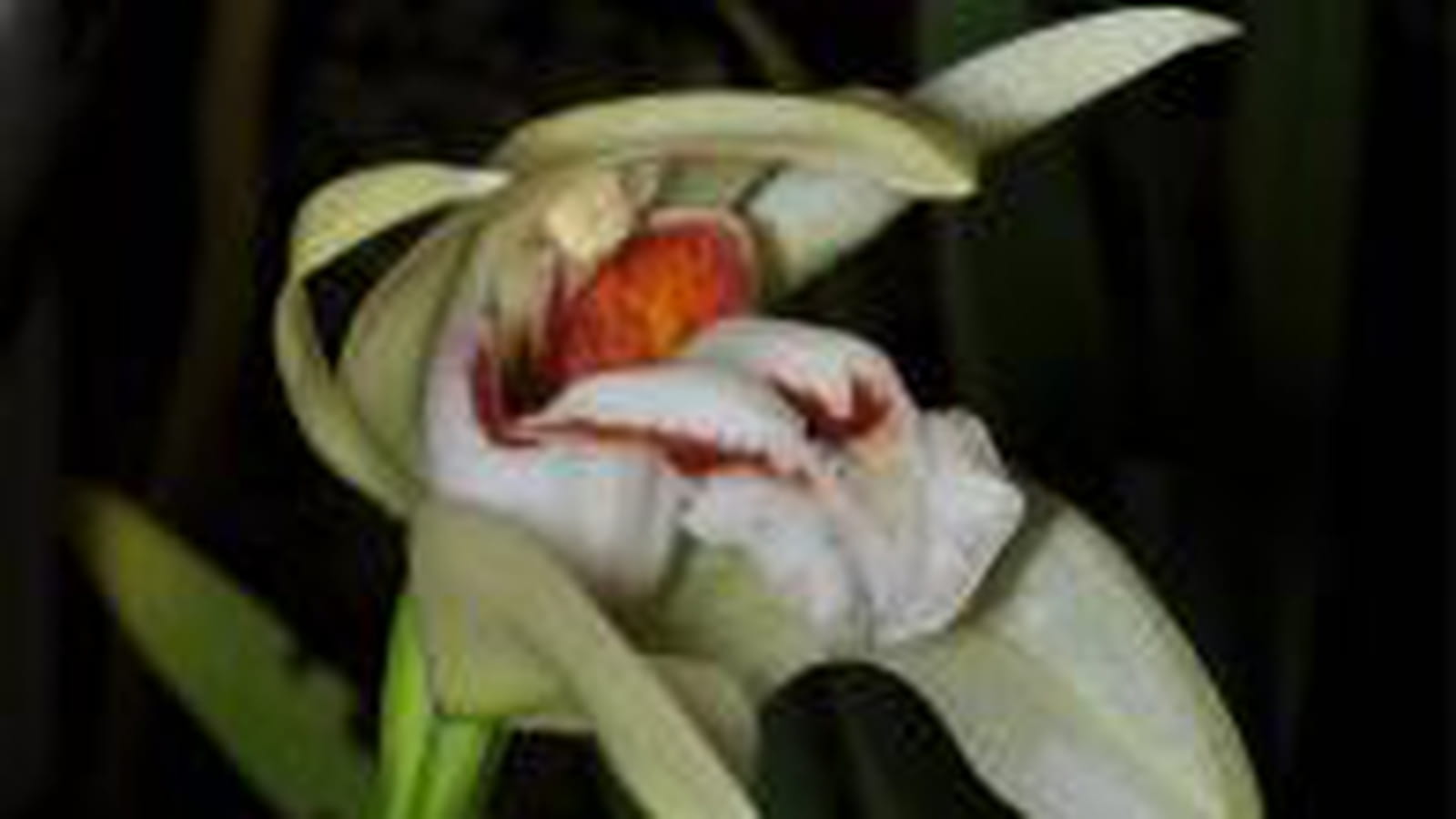 Coelogyne beccarii