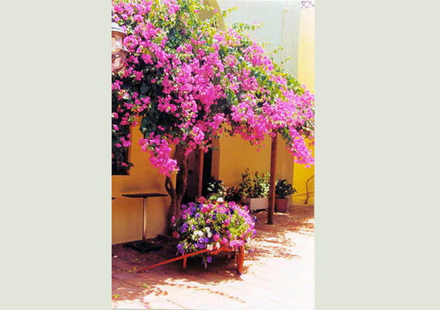 La nature tombe du toit