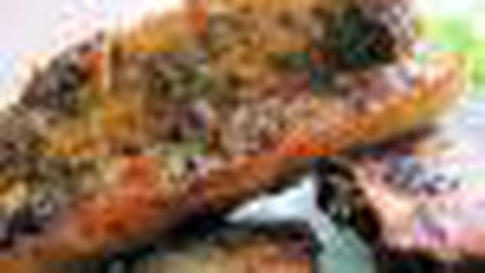 Sardines